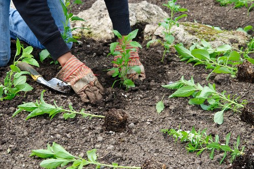 Gardeners Surrey Quays team working safely with protective equipment