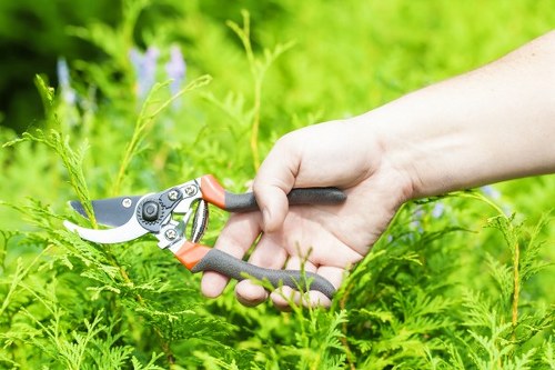 Professional arborist assessing trees for removal in Surrey Quays