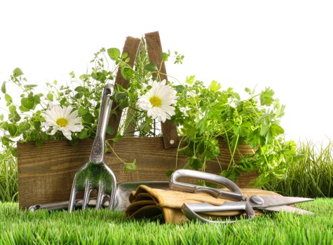 Tree pruning and maintenance service in Surrey Quays garden