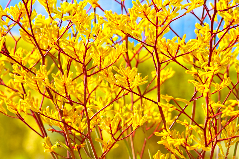 garden trees